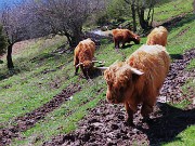 In Canto Alto da Cler di Sedrina-2apr24  - FOTOGALLERY